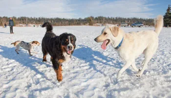 Dogs at Three Mile Bend, shown in the city’s off-leash park information.
