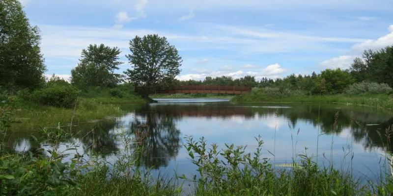 Ground-level view of McKenzie Trail Recreation Area
